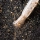 Top Elastic Dry Top Shine Bright Gold