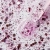 elarto_top_dry_top_rose_confetti_closeup.webp