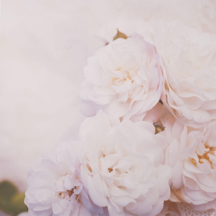 Tło Fotograficzne KWIATY b.JPG